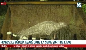 Le béluga sorti de la Seine, l'opération pour tenter de le sauver se poursuit