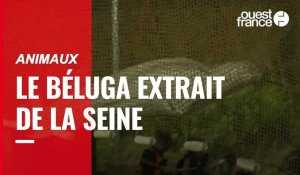 VIDÉO. Revivez l’opération de sauvetage du béluga dans la Seine