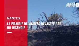 VIDÉO. La prairie de Mauves dévastée par un incendie