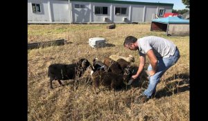 VIDÉO. Sablé-sur-Sarthe : des moutons aux serres municipales pour expérimenter l’écopâturage