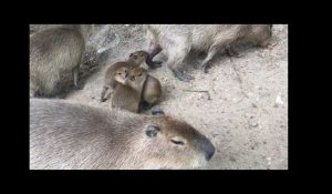 Les bébés capybaras sont nés au zoo de La Flèche