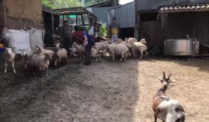 Ternois : l’heure de la transhumance et du déconfinement des chèvres et des moutons à Noeux-les-Auxi