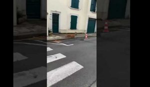Le Mans : un chevreuil en vadrouille dans les rues