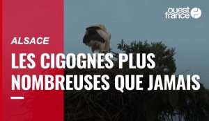 VIDÉO. Alsace : les cigognes sont plus nombreuses que jamais