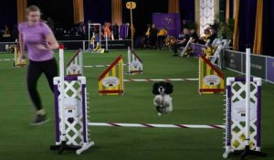 USA : les chiens reprennent du service pour l'expo canine la plus prestigieuse du pays