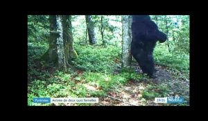 Pyrénées : arrivée de deux ours femelles
