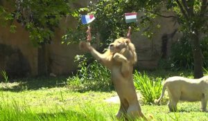 Un lion thaïlandais "médium" prédit les matchs de l'Euro