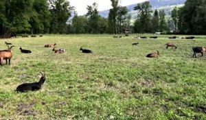 Sallanches : chiens de protection chez un éleveur
