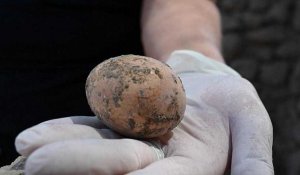 Découverte en Israël d'un œuf vieux de 1000 ans