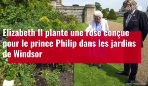 VIDÉO. Elizabeth II rend hommage au prince Philip en plantant un rosier dans les jardins de Windsor