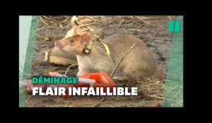 Une armée de rats entraînés à détecter des mines au Cambodge