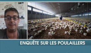 Une enquête sur les élevages de poulets du littoral et de l'Audomarois