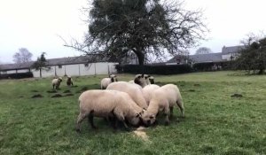 Un loup s'attaque à des moutons dans la Somme