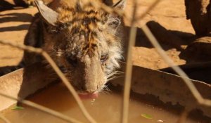 Afrique du Sud: les tigres menacés par l'élevage commercial vers l'étranger