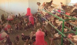 Espagne : 130 000 poules abattues après la découverte d'un foyer infectieux de grippe aviaire