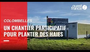 VIDÉO. Un chantier participatif pour planter 950 arbres et arbustes ​au Potager d’Annie, à Colombelles 