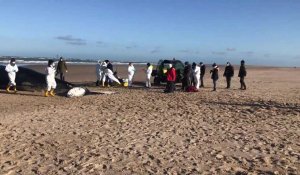 Une baleine à bosse a été autopsiée sur la plage de Marck