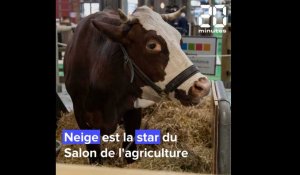 Salon de l'agriculture: Voici Neige, l'égérie de l'édition 2022