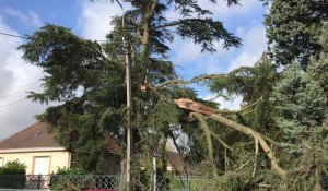 Hazebrouck: un arbre tombé sur un poteau prive les riverains d'électricité