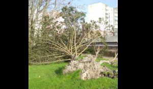 Un arbre arraché par les rafales de vent dans le quartier du Banc vert à Dunkerque