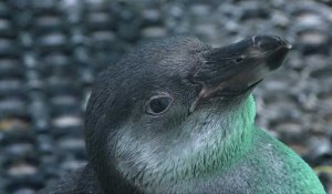 Un zoo soigne les manchots secourus après la marée noire au Pérou