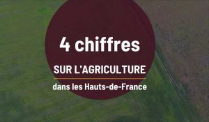 4 infos sur le poids de l'agriculture dans les Hauts-de-France