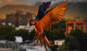 NoComment : un dimanche avec les oiseaux au Venezuela