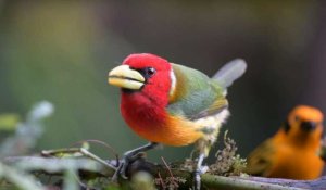 En Colombie, un "chemin sonore" pour "voir" les oiseaux avec les oreilles