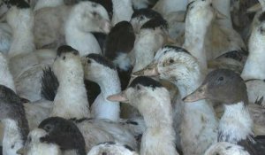 Face à la grippe aviaire, l'espoir de la vaccination pour un éleveur landais
