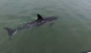 VIDÉO. Un dauphin en perte de repères dans le port de Carantec