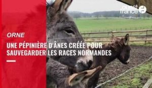 VIDÉO. Une pépinière d'ânes créée au Haras du Pin pour sauvegarder deux races locales