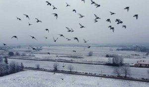 La Pologne, paradis méconnu des pigeons voyageurs