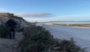 Des sapins pour stabiliser la dune à Wissant