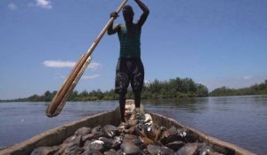 RD Congo : le parc marin des mangroves, une zone humide d'importance internationale à préserver