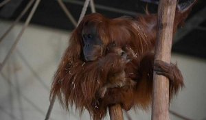 Naissance d'un bébé orang-outan au zoo d'Amnéville, en France