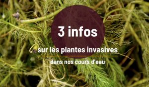 3 infos sur les plantes invasives