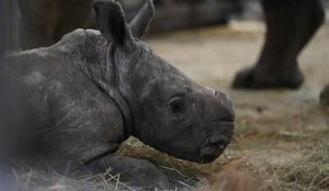 Cera le bébé rhinocéros, "petite" dernière du zoo d'Amnéville
