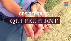 Ces reptiles qui peuplent la montagne de Reims