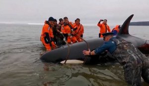 Un bébé orque échoué secouru en Russie