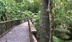Australie: la forêt tropicale de Daintree rétrocédée aux indigènes