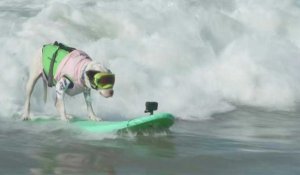 Californie: des chiens-surfeurs à la conquête des plus belles vagues
