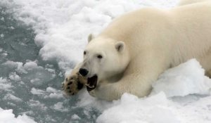 Un ours polaire de l'Arctique russe aperçu dans la baie d'Essen
