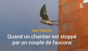 Wattrelos : quand un chantier est stoppé par un couple de faucons