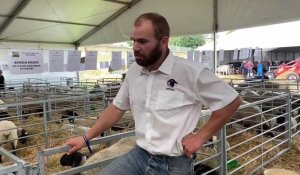Foire de Sedan : l’éleveur Émilien Kessler présente la race de moutons Suffolk