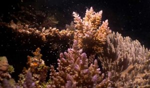 Australie : la Grande Barrière de Corail en pleine reproduction, un événement qualifié d'incroyable