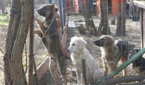 Kosovo: un Serbe et un Albanais unis pour aider les chiens errants