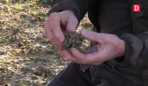 La truffe noire, diamant du Quercy