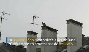 Une paonne en liberté à Rouen