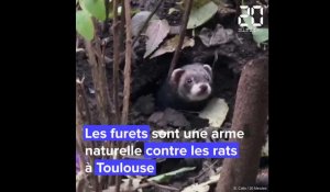 A Toulouse, des furets pour chasser les rats