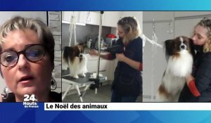 Toilettage à domicile pour votre animal !